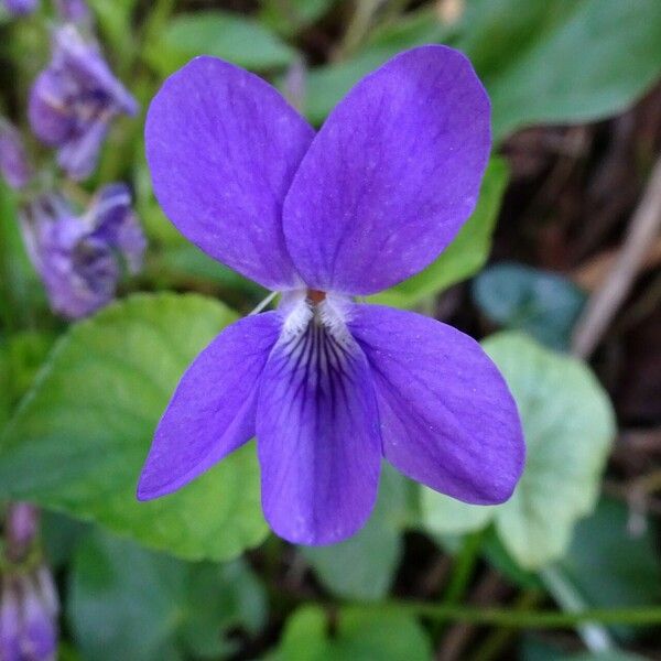 Viola riviniana ᱵᱟᱦᱟ