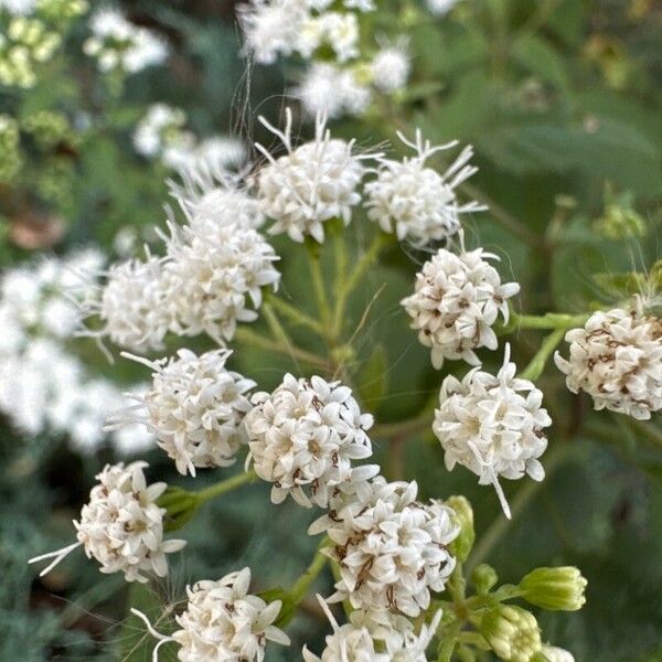 Ageratina altissima फूल