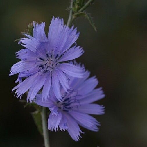 Cichorium intybus 花