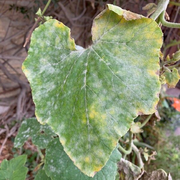 Cucurbita maxima Leaf