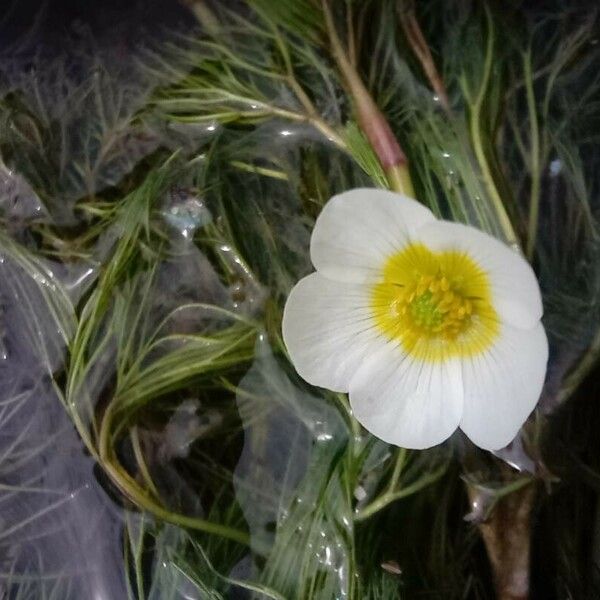 Ranunculus fluitans Blodyn