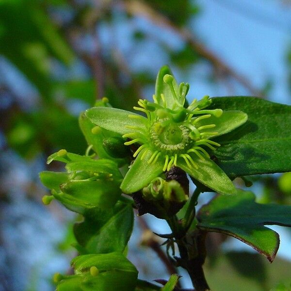 Passiflora suberosa Virág