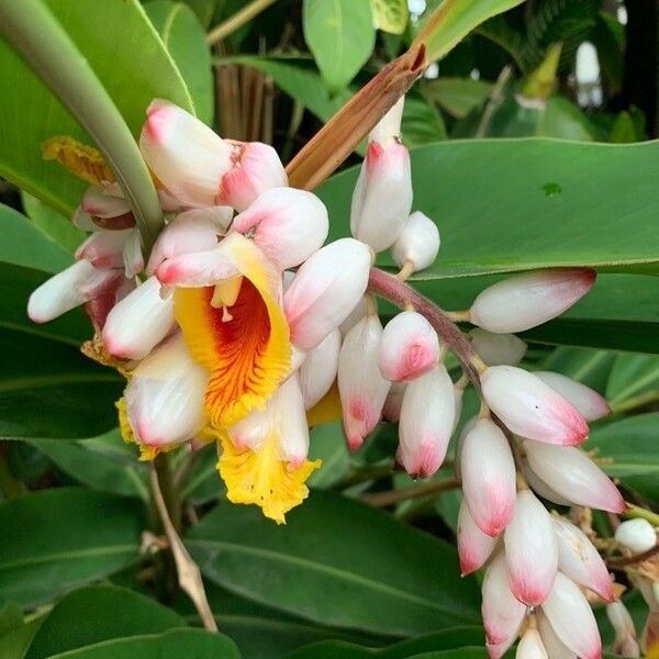 Alpinia zerumbet Blomst