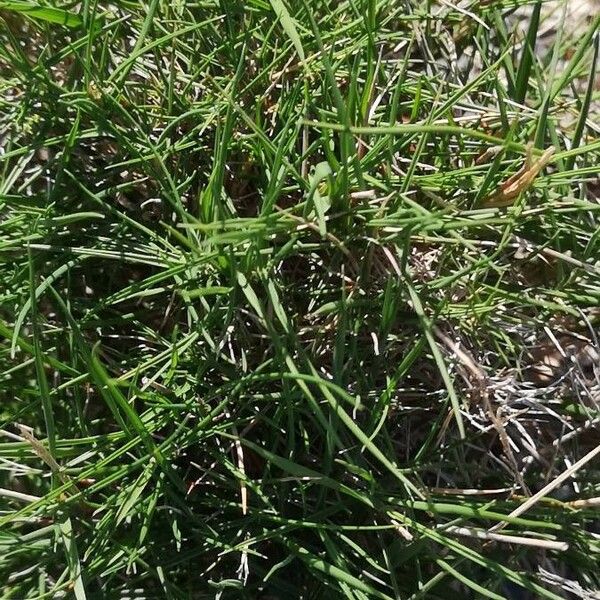 Brachypodium retusum Fiore