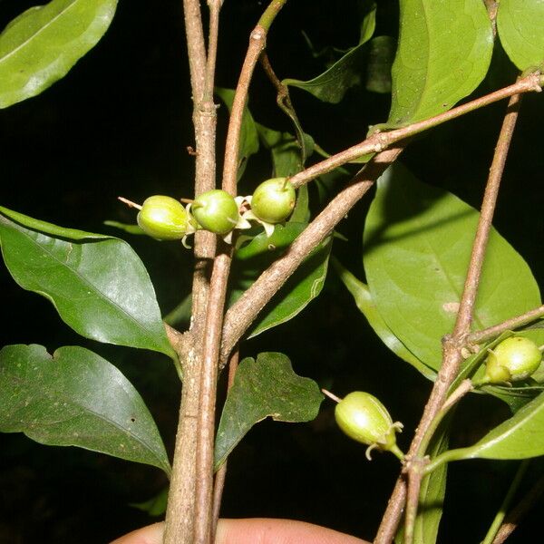 Cassipourea elliptica Plod