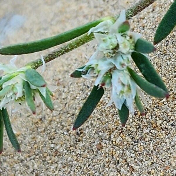 Paronychia arabica Blad