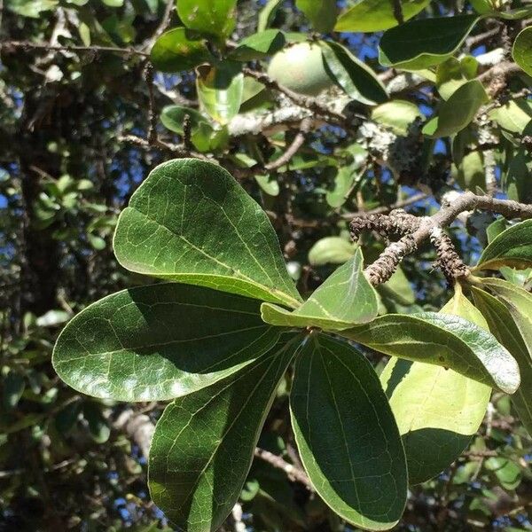 Strychnos madagascariensis Blad