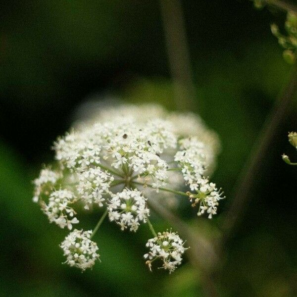 Angelica sylvestris Λουλούδι