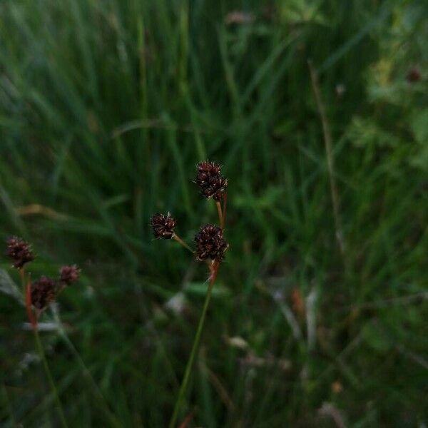 Luzula multiflora Fruto