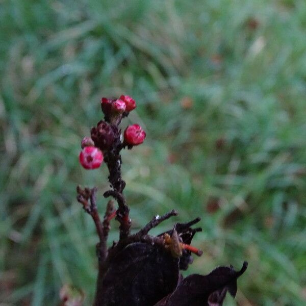 Cotoneaster ambiguus 花