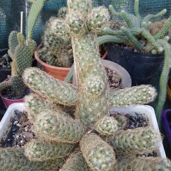 Mammillaria elongata Floare