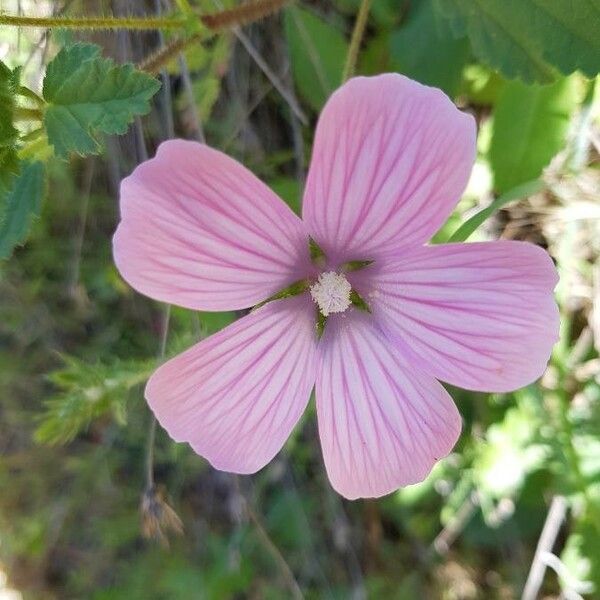 Malope malacoides 花