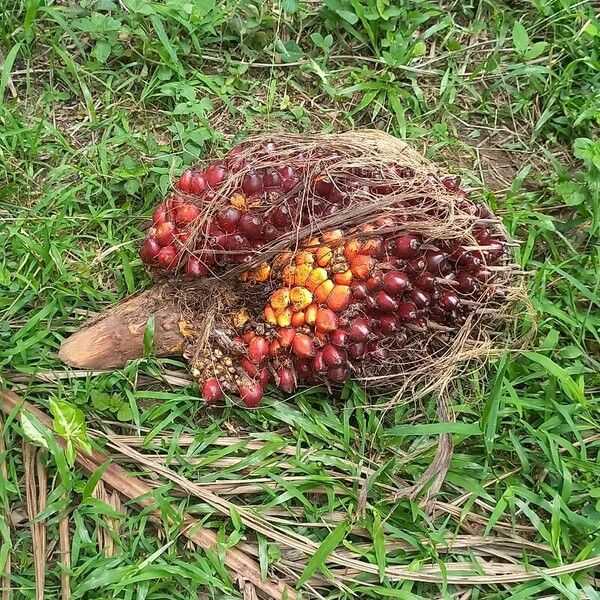 Elaeis guineensis Fruit