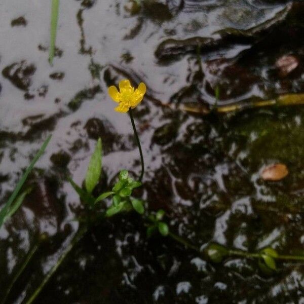 Ranunculus flammula Flower