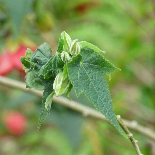 Abutilon striatum Leaf
