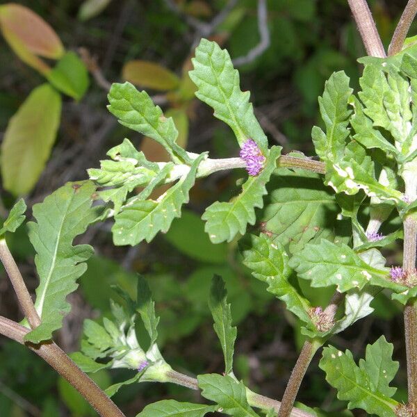 Trichospira verticillata आदत