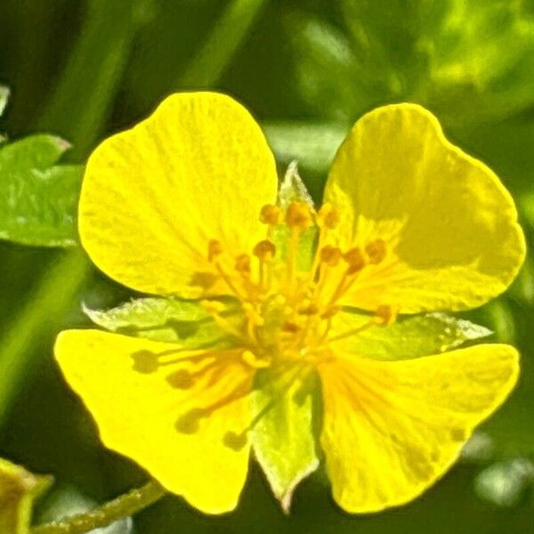 Potentilla erecta Lorea