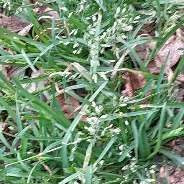 Poa annua 整株植物