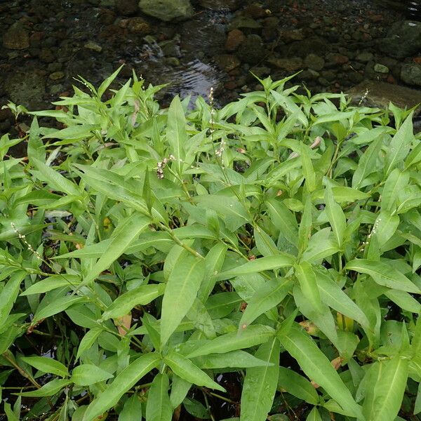 Persicaria senegalensis 整株植物