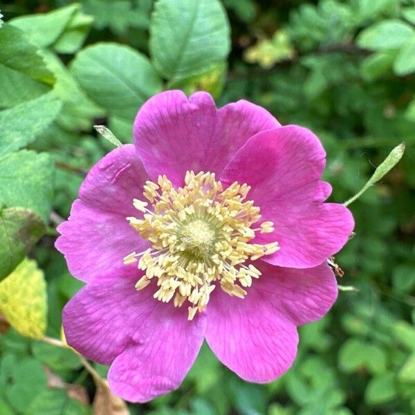 Rosa woodsii ফুল