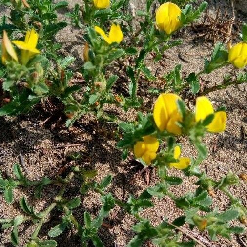 Ononis variegata Blomst