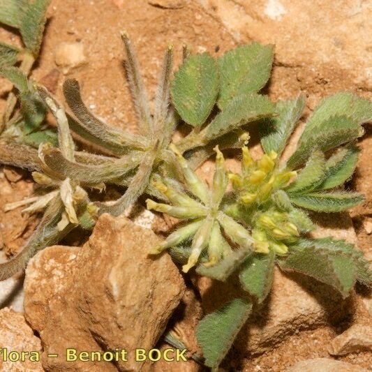 Medicago monspeliaca Habitus