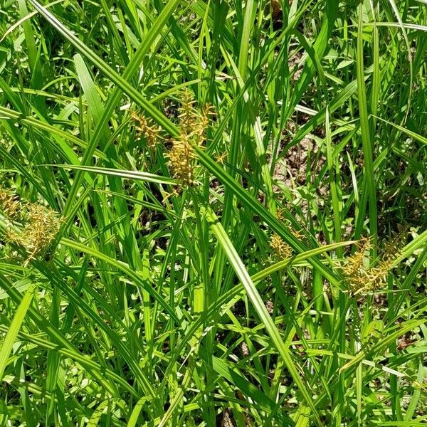 Cyperus esculentus Лист