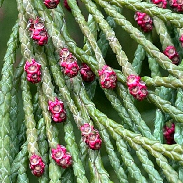 Chamaecyparis lawsoniana Flower