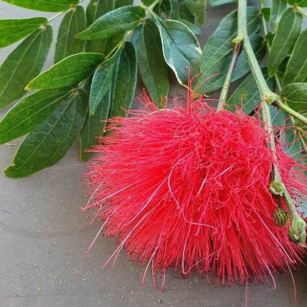 Calliandra haematocephala Flower