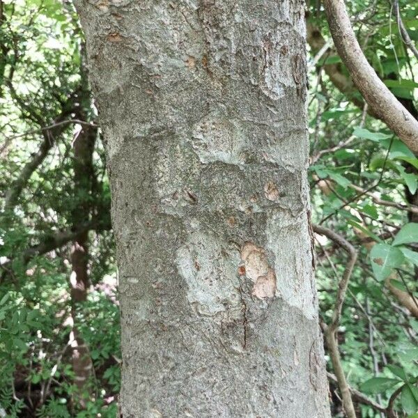 Alnus incana Cortiza