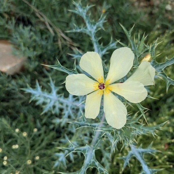 Argemone ochroleuca Flors