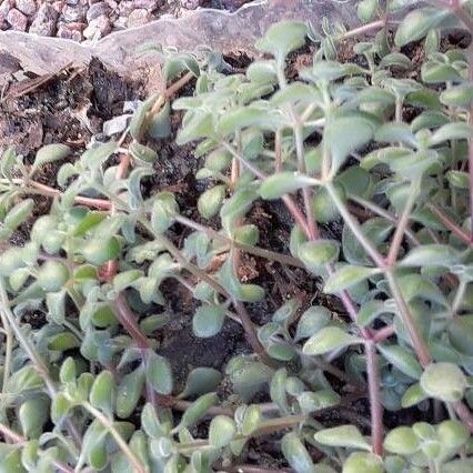 Crassula expansa Leaf