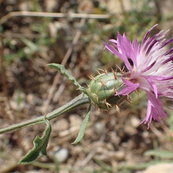 Centaurea aspera Blomma