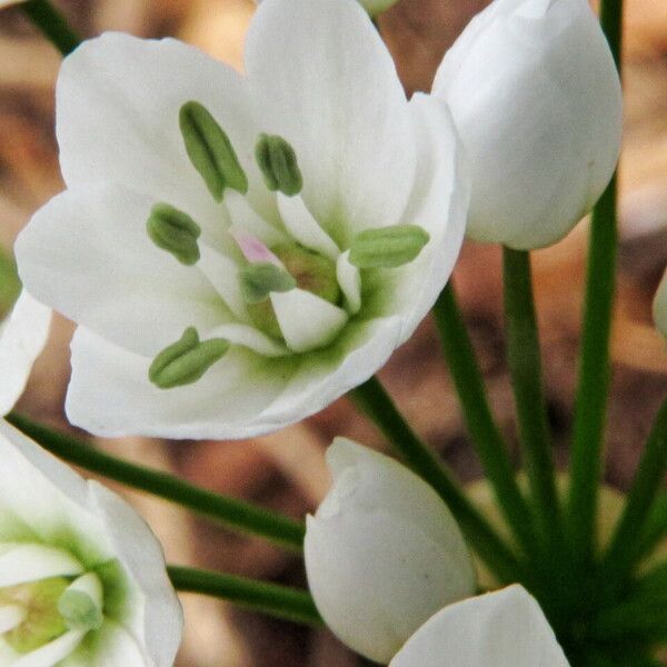 Allium neapolitanum Flor