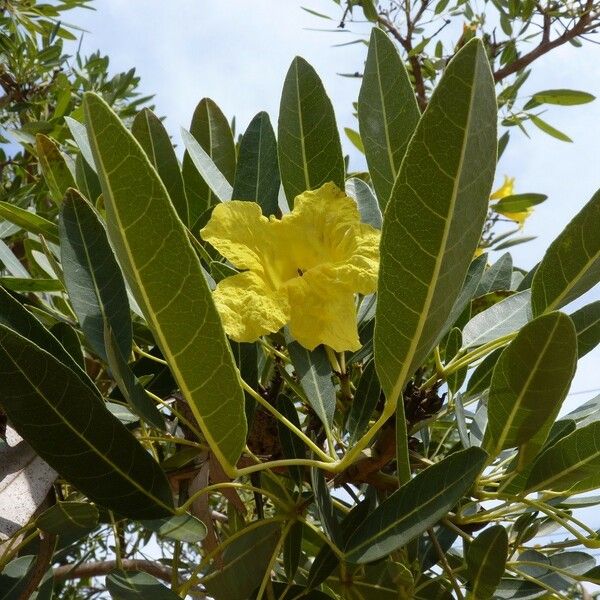 Tabebuia aurea Blatt