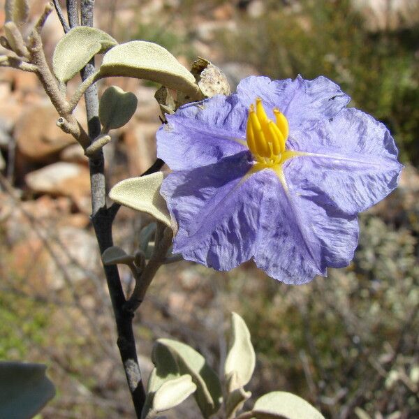 Solanum hindsianum Flower