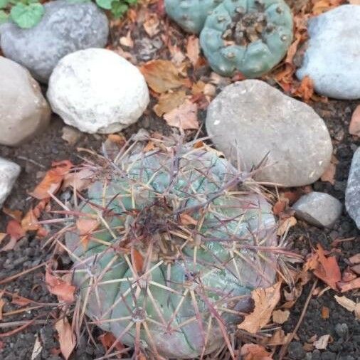 Echinocactus horizonthalonius 葉