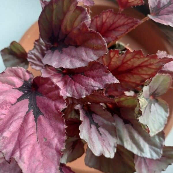 Begonia rex Hostoa