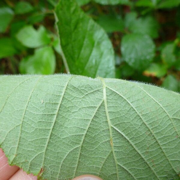 Rubus koehleri Arall