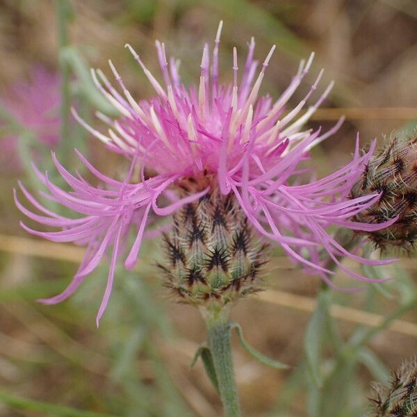 Centaurea stoebe Blüte