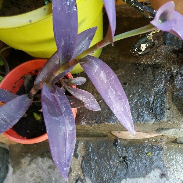 Tradescantia pallida 葉