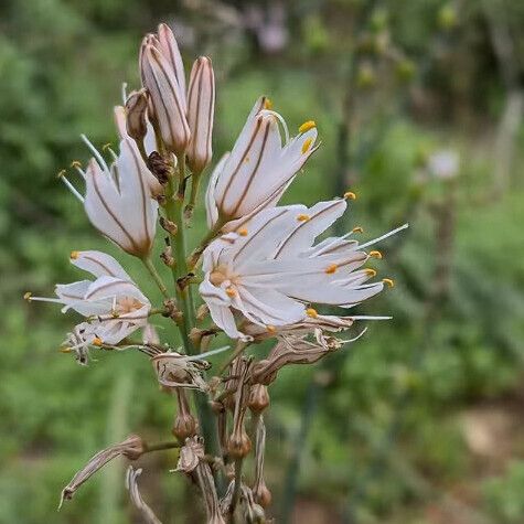 Asphodelus ramosus Blomma