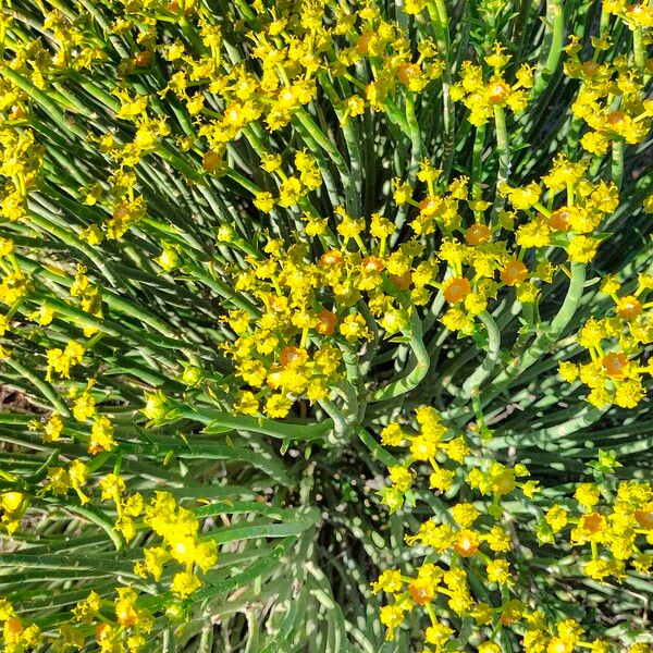 Euphorbia mauritanica (Jackal's-food)