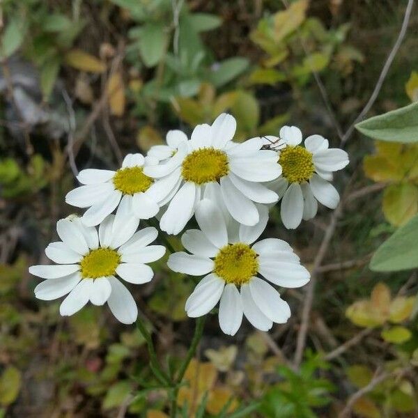 Tanacetum corymbosum Flower