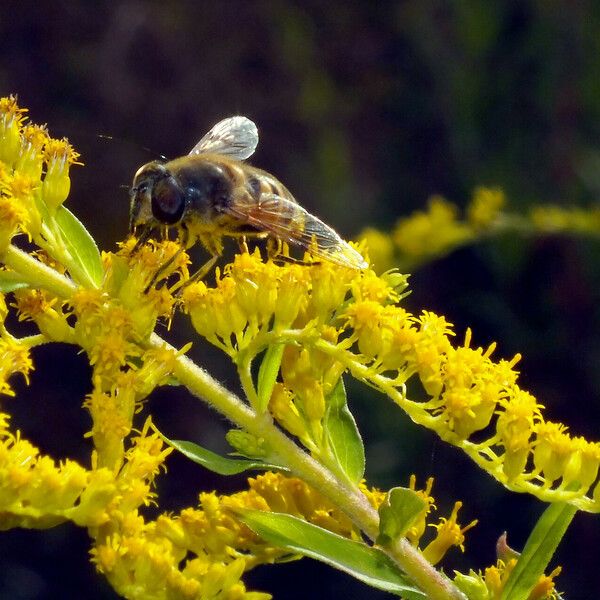 Solidago canadensis Flower