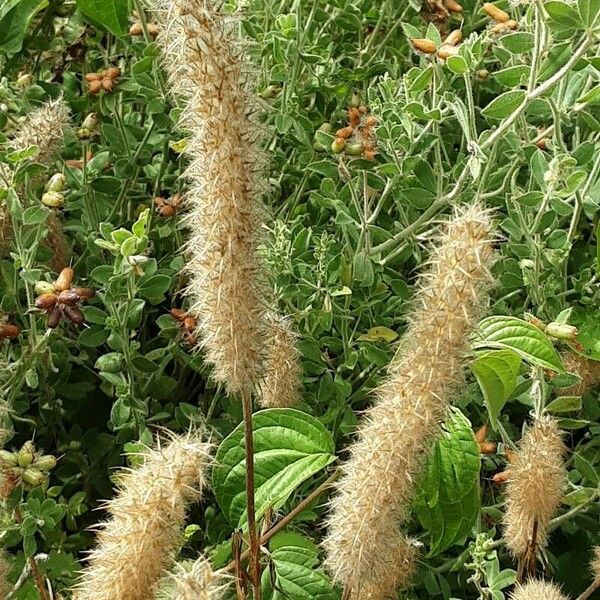 Trifolium angustifolium 花