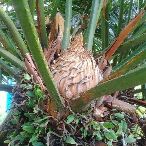 Cycas revoluta Blad