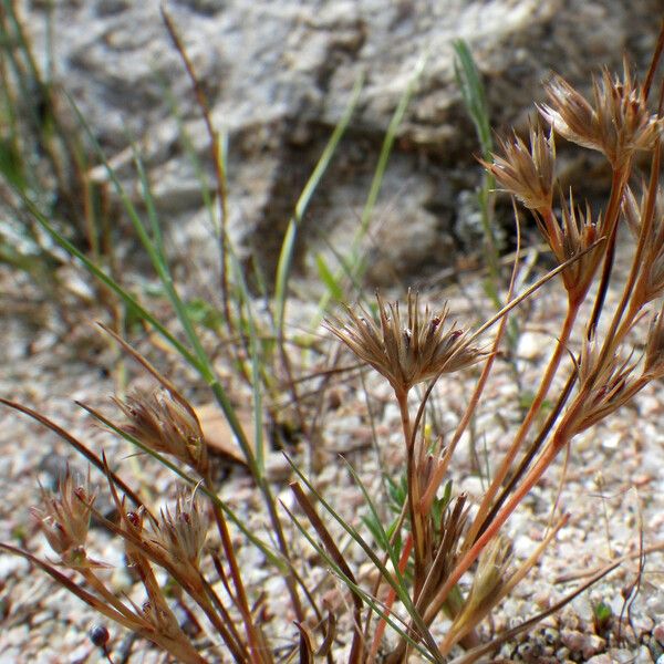 Juncus hybridus 花