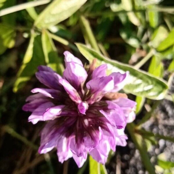 Bituminaria bituminosa Flor