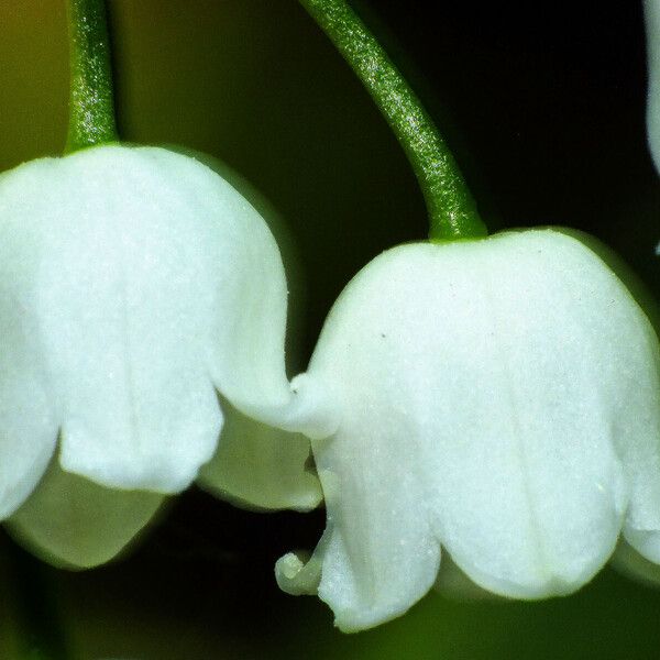 Convallaria majalis Blomma